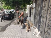 ساماندهی سگ‌های بلاصاحب در ساری