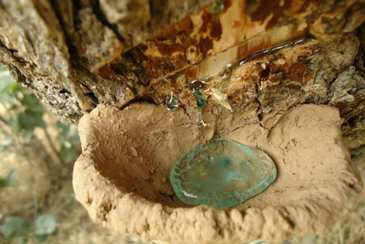 برداشت سقز از بنه‌زارهای کردستان ممنوع است