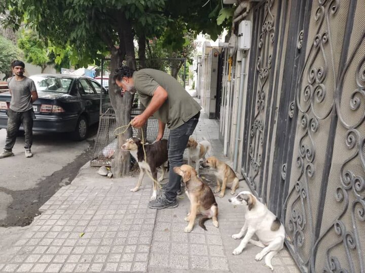 ساماندهی سگ‌های بلاصاحب در ساری