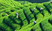 چای ایرانی؛ میراث ۱۲۶ ساله شمال در مسیر بازارهای جهانی
