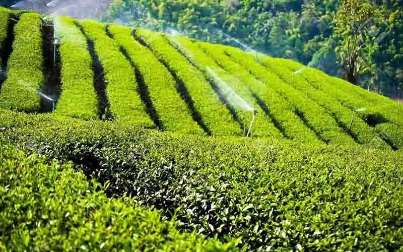 چای ایرانی؛ میراث ۱۲۶ ساله شمال در مسیر بازارهای جهانی