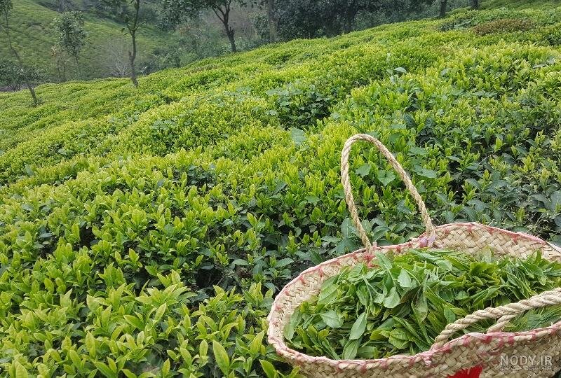 چای ایرانی؛ میراث ۱۲۶ ساله شمال در مسیر بازارهای جهانی