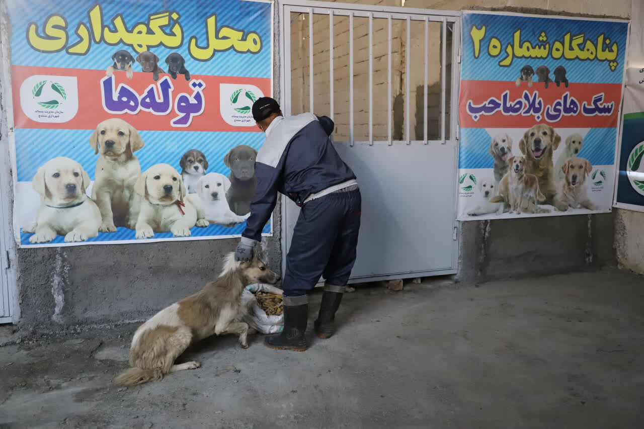 زنگ خطر سگ‌های بلاصاحب در سنندج و ضرورت ساماندهی