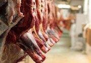 آغاز ثبت سفارش واردات گوشت گرم و منجمد از فردا