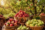 برگزاری جشنواره سیب و گلابی بردسیر کرمان در اوایل شهریور