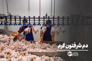 دم شرفتون گرم