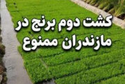 ممنوعیت کشت دوم برنج در مازندران