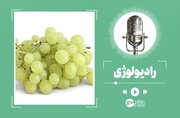 خواص انگور؛ از سلامت قلب و گوارش تا آنتی‌اکسیدان‌های قوی
