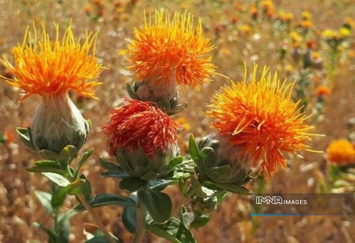 جهش تولید بیش از هفت هزار تن گلرنگ در مزارع کشاورزی فارس
