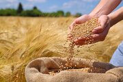 ۴۷۰ هزار و ۹۰۰ تن گندم از کشاورزان فارس خریداری شد/ توزیع ۲۱ هزار تن آرد روستایی