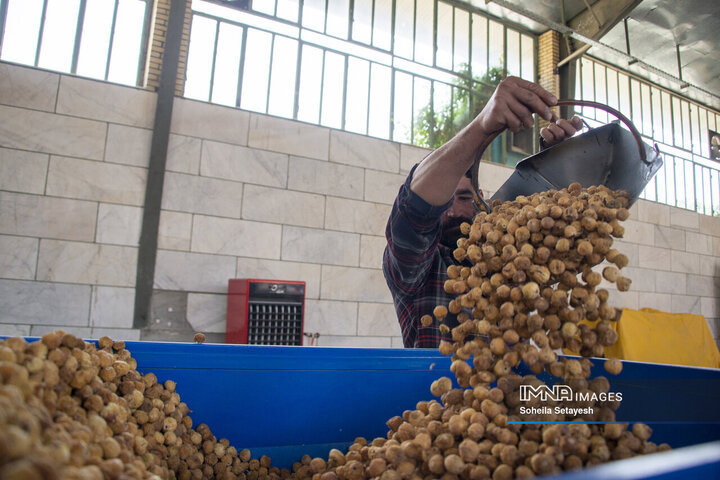 استهبان؛ قطب انجیر خشک ایران، از باغ تا بازارهای صادراتی
