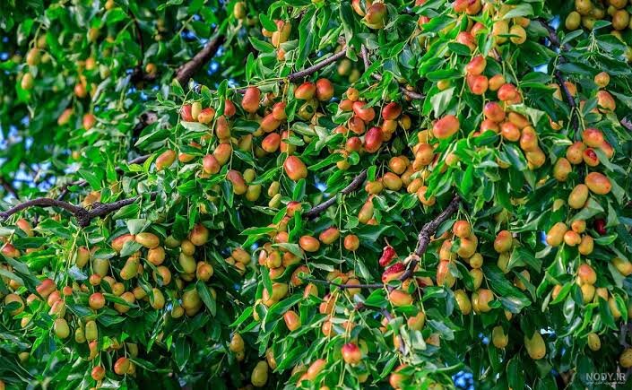 از خام‌فروشی تا ارزش‌آفرینی؛ عنابِ خراسان جنوبی در مسیر تحول