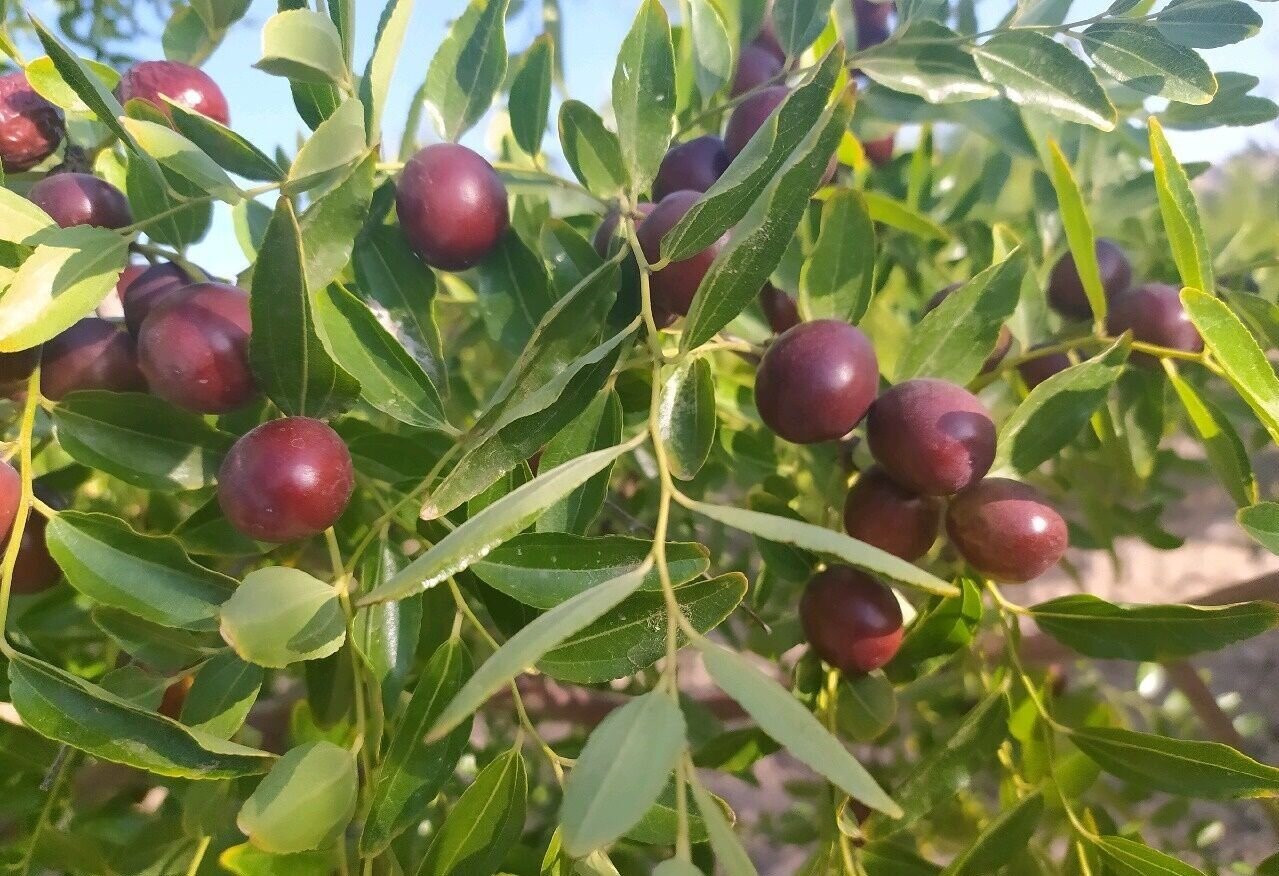 از خامفروشی تا ارزشآفرینی؛ عنابِ خراسان جنوبی در مسیر تحول