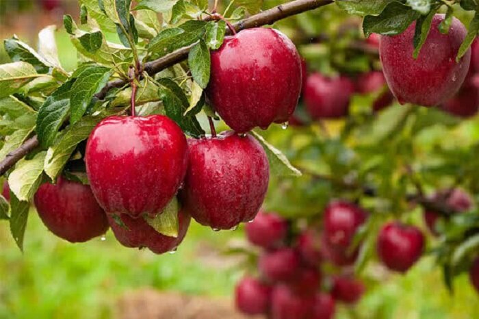 استمرار خرید توافقی سیب، انگور و گوجه فرنگی در آذربایجان‌غربی
