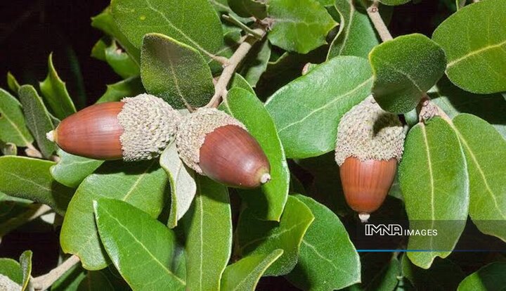 آبخیزداری کرمانشاه در اولویت اعتبارات؛ پارک «بلوط» احداث می‌شود