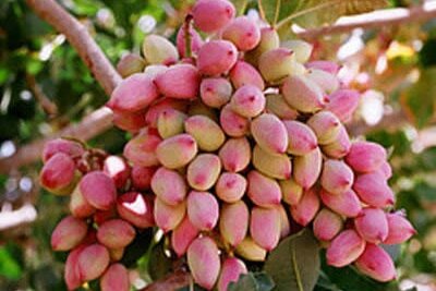 ظرفیتهایی خفته ای که در روستاهای مروست نفس میکشند