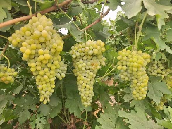 ظرفیتهایی خفته ای که در روستاهای مروست نفس میکشند