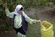 برداشت ۴۰ تن فندق از باغ‌های گلستان/ «مینودشت» قطب تولید فندق گلستان