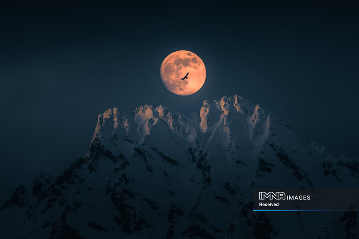 برندگان رقابت عکس پرندگان ۲۰۲۶