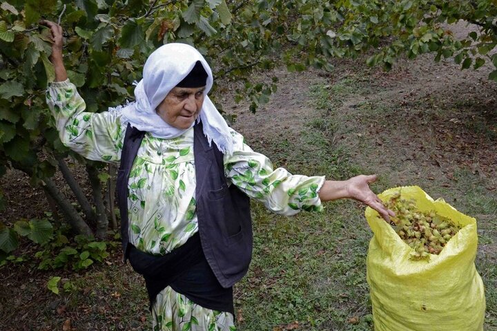 برداشت ۴۰ تن فندق از باغ‌های گلستان/ «مینودشت» قطب تولید فندق گلستان