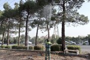 پایش ۱۲۲ هزار درخت در پارک کوهستانی صفه برای کنترل آفات