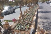 کاشت گل‌های داوودی و ۳۵۰ هزار گلدان گل فصلی در پارک صفه