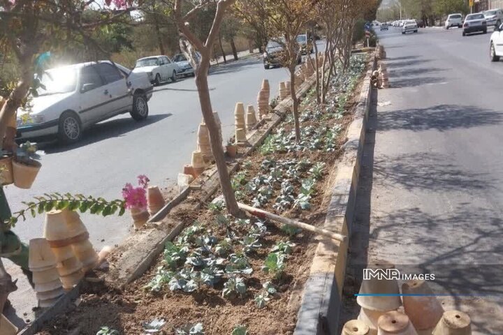 کاشت گل‌های داوودی و ۳۵۰ هزار گلدان گل فصلی در پارک صفه