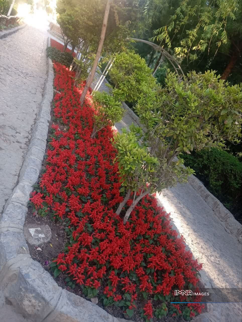 کاشت گلهای داوودی و ۳۵۰ هزار گلدان گل فصلی در پارک صفه