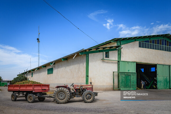 نجات ۱۵۰ هکتار باغ پسته و تضمین اشتغال ۱۷۰ کارگر با آبیاری هوشمند