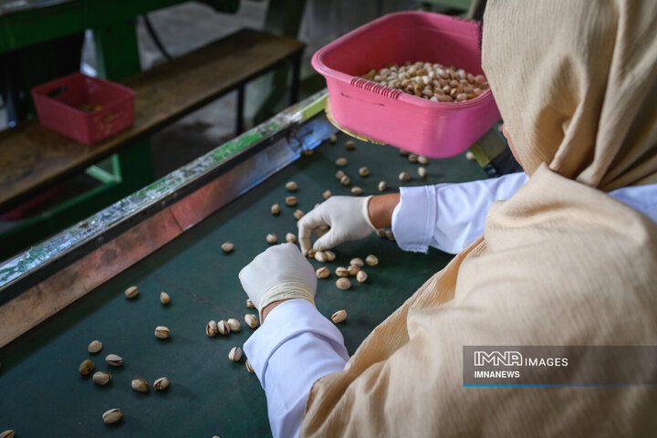نجات ۱۵۰ هکتار باغ پسته و تضمین اشتغال ۱۷۰ کارگر با آبیاری هوشمند
