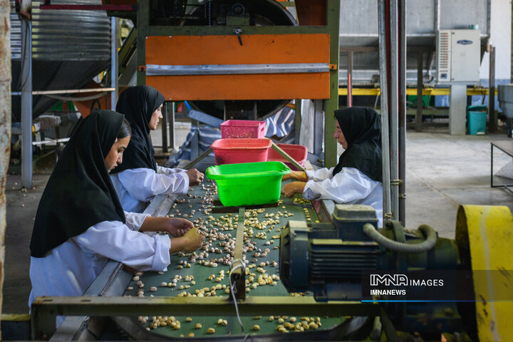 نجات ۱۵۰ هکتار باغ پسته و تضمین اشتغال ۱۷۰ کارگر با آبیاری هوشمند