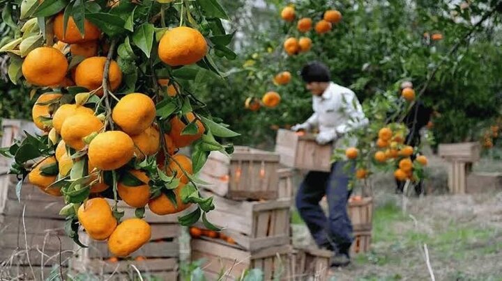 مرکبات مازندران به بار نشست/ نوبت حمایت از باغداران است