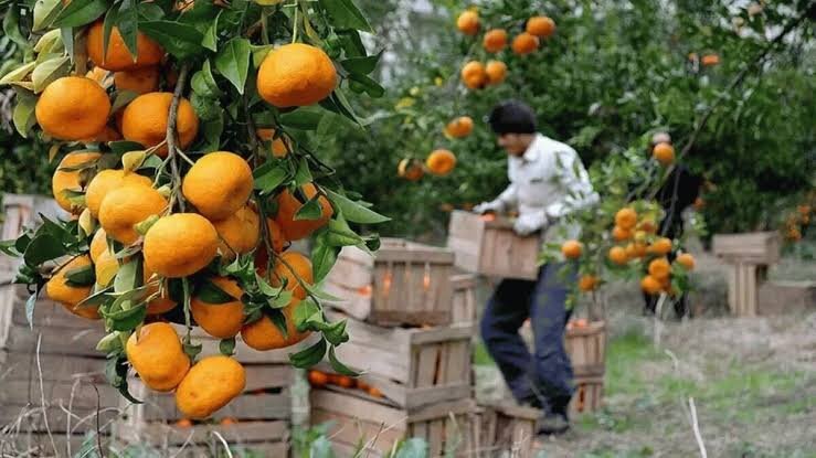 مرکبات مازندران به بار نشست/ نوبت حمایت از باغداران است
