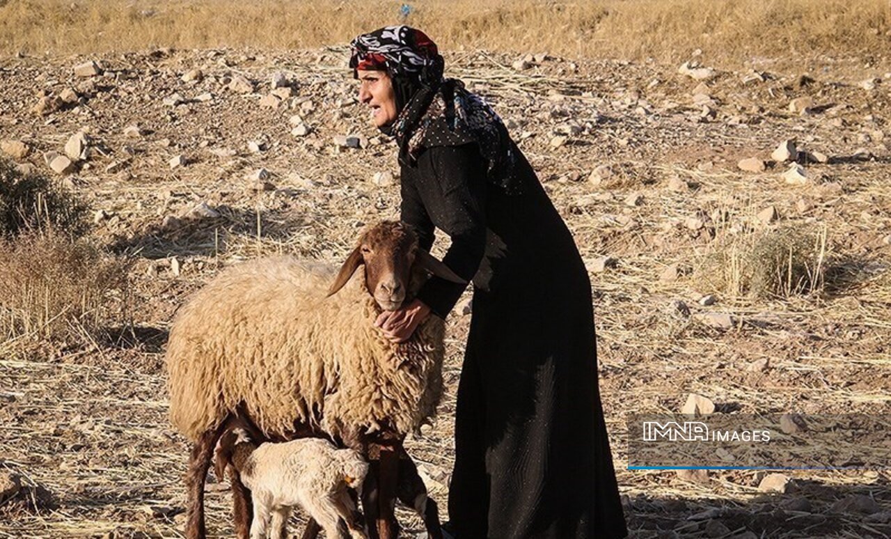 کوچ با طعم زندگی؛ عشایر کرمانشاه میان سنتهای دیرپا و دشواریهای معیشت