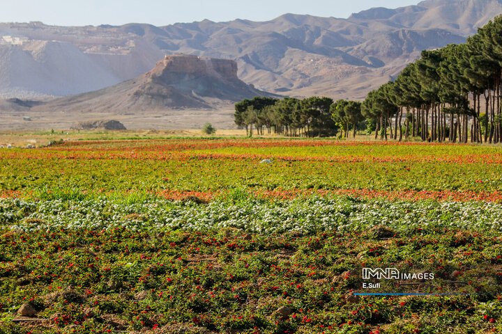 مرکزیِ ایران در قاب تصویر؛ روایت سرزمین مفاخر، طبیعت و صنعت