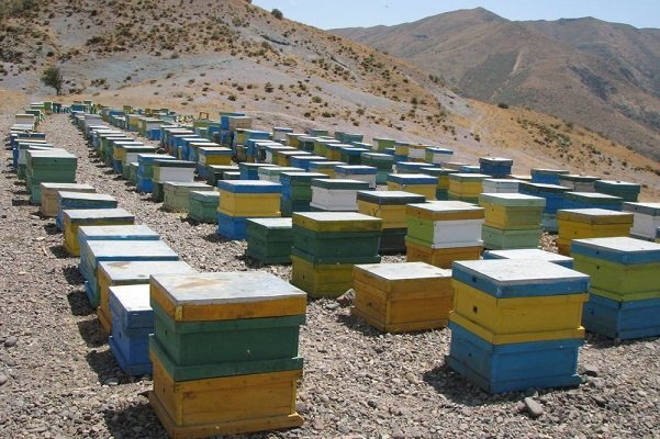 توسعه پایدار صنعت زنبورداری با هدف شفاف‌سازی ظرفیت‌های تولید عسل و محصولات جانبی