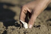 ۸۰۰ هکتار از اراضی آذربایجان‌غربی زیر کشت سیر / تولید ۲۵ هزار تن هدف‌گذاری شده است