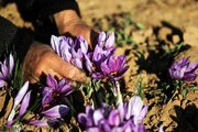 زعفران کرمانشاه با تولید سالانه ۷ تن، چشم‌انتظار برندسازی