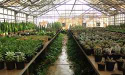 گلخانه شهرداری منطقه 13 اصفهان راه اندازی شد