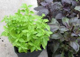 مبتلایان آسم ریحان بخورند