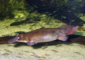 پلاتی پوس؛ هم پستاندار، هم خزنده و هم پرنده!