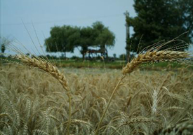 ۱۸۰ هزار هکتار از اراضی کشاورزی استان از حداقل امکانات آبرسانی برخوردار است
