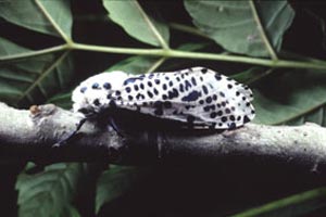 طرح مبارزه غیرشیمیایی با پروانه فری چوب‌خوار در باغ‌هاي اصفهان آغاز شد