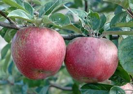 برگزاری جشنواره سیب سمیرم در راستای تحقق شعار ملی
