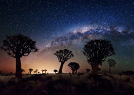 راه شیری بر فراز جنگل درختان تیردان