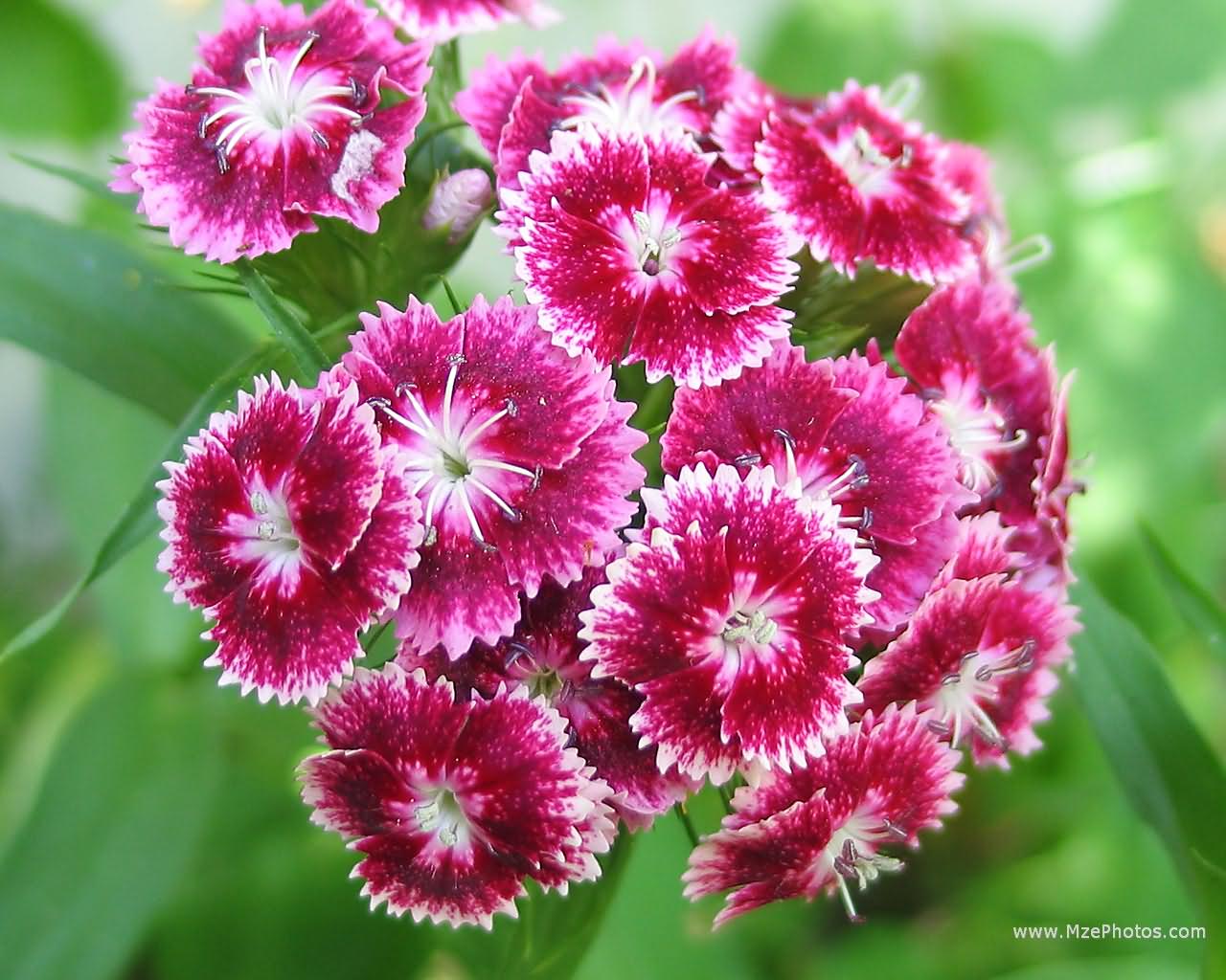 میخک درد دندان را تسکین می دهد