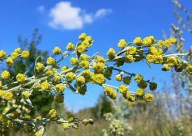 افسنتین اشتها آور است