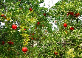 شكوفايي کامل بزرگترين باغ انار ارگانيك كشور در گرو کمک های دولتی