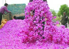 استمرار استشمام گل محمدی در بخش دیگری از منطقه کاشان - ایمنا