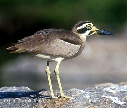 مستند نگاري پرنده "چاخ لق" در منطقه شكار ممنوع يخاب شهرستان آران وبيدگل